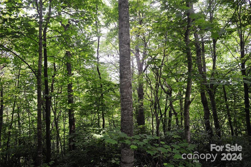 a view of forest