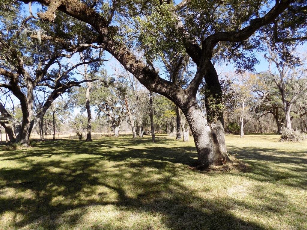 a view of a yard with a tree