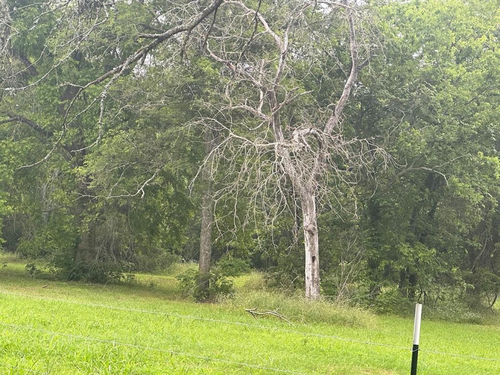 a view of a yard with trees