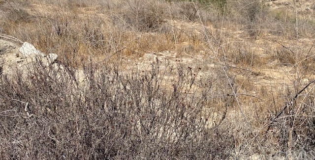 a close up of a plant