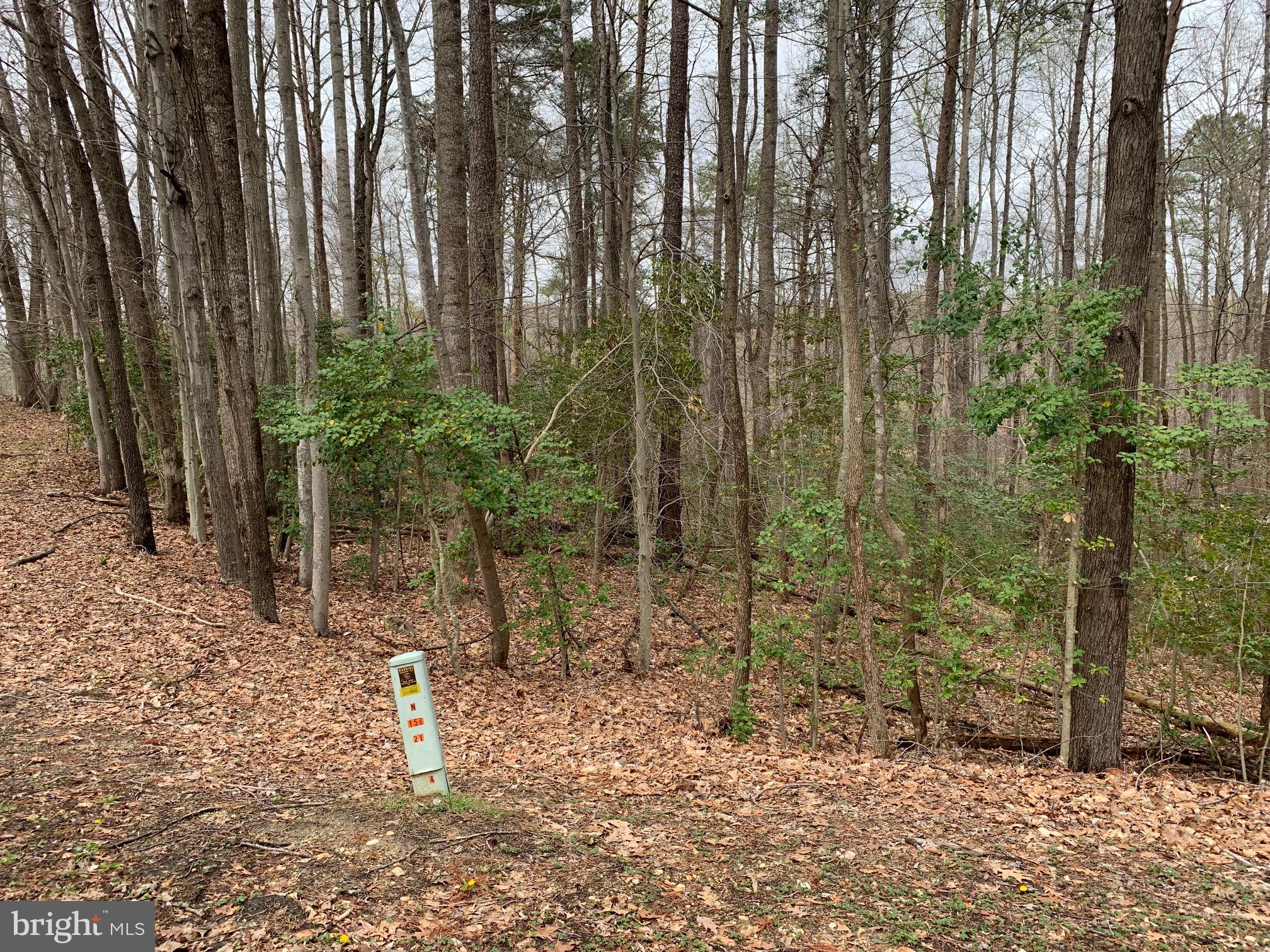 a view of a forest with lots of trees