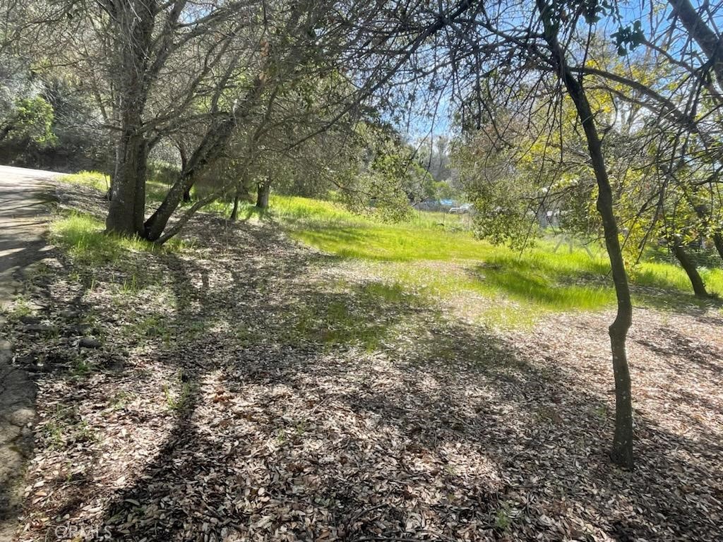 a view of yard with trees