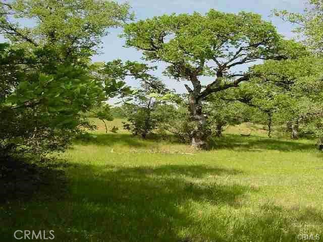 a view of a trees in a yard