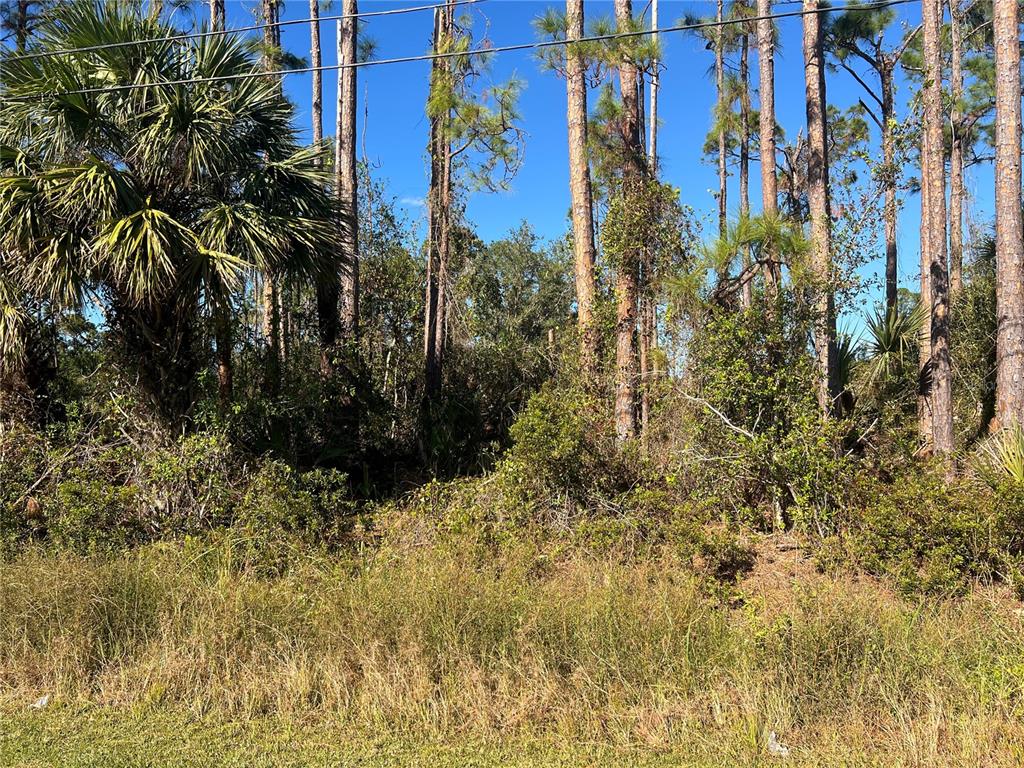 a view of a yard with plants and large trees