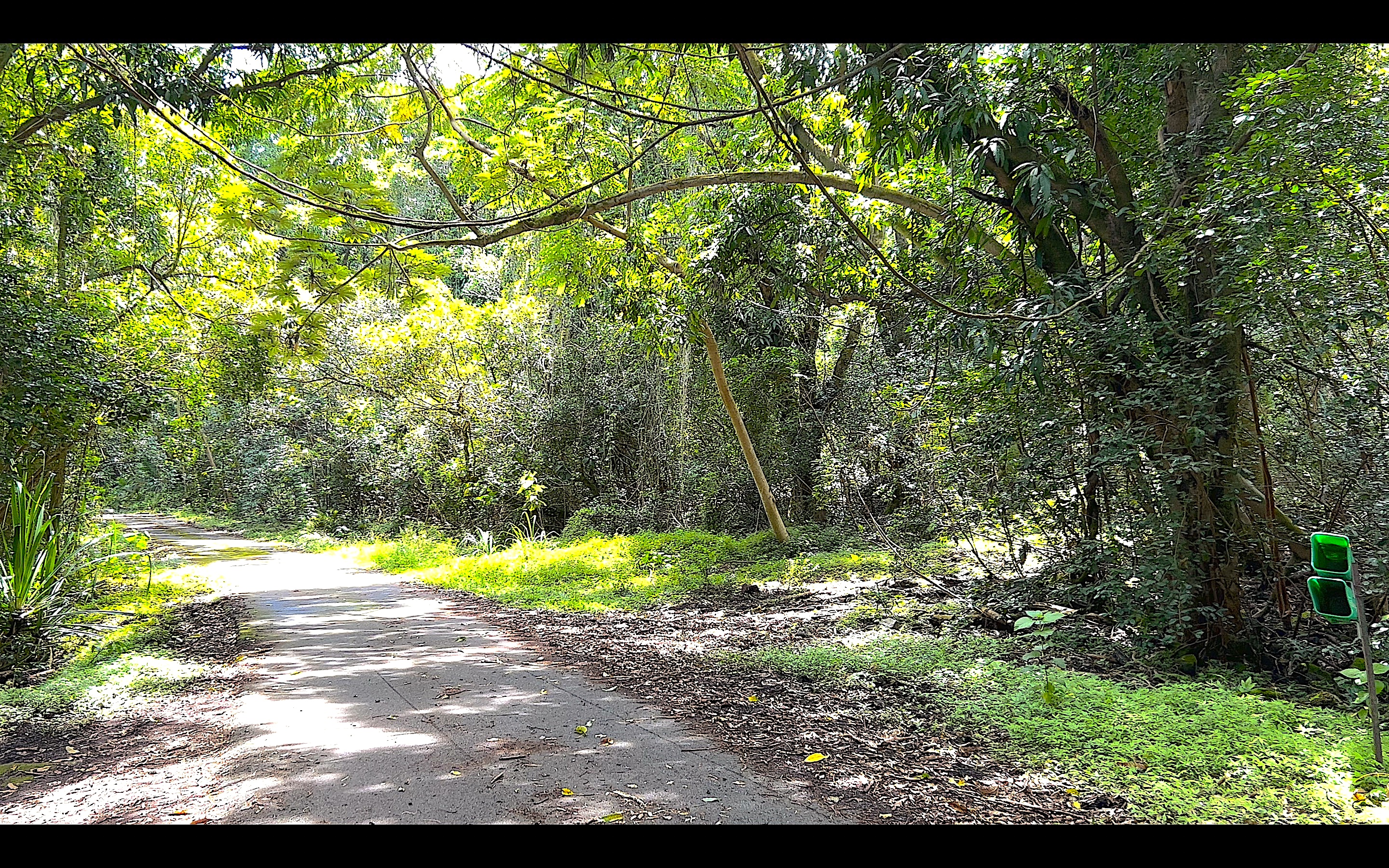 a view of a yard with plants and large trees