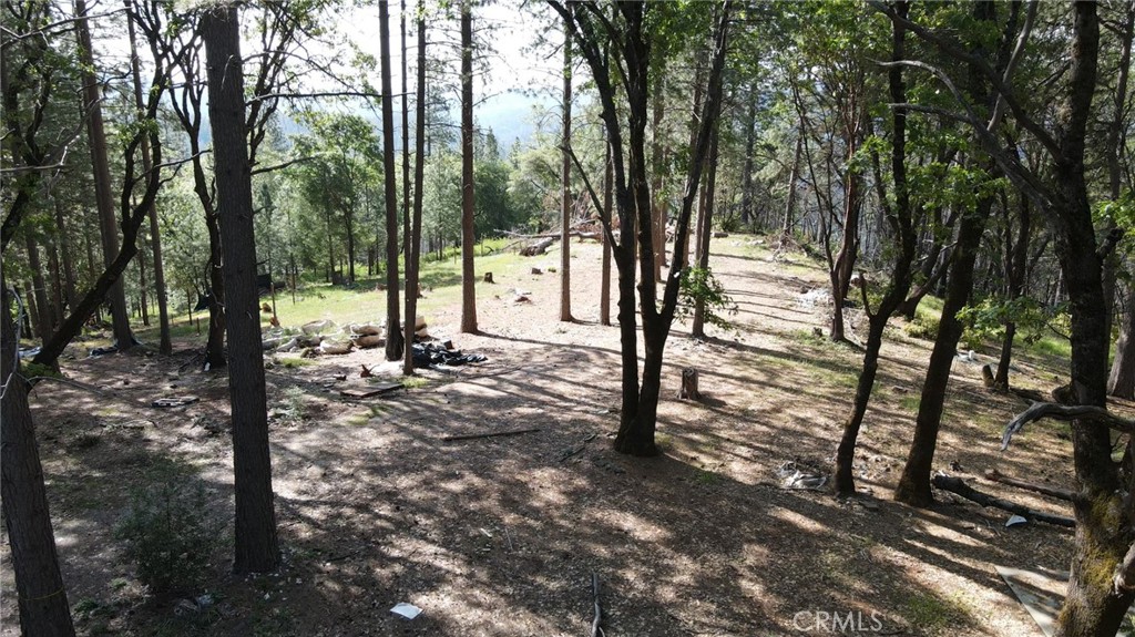 a view of a forest with trees