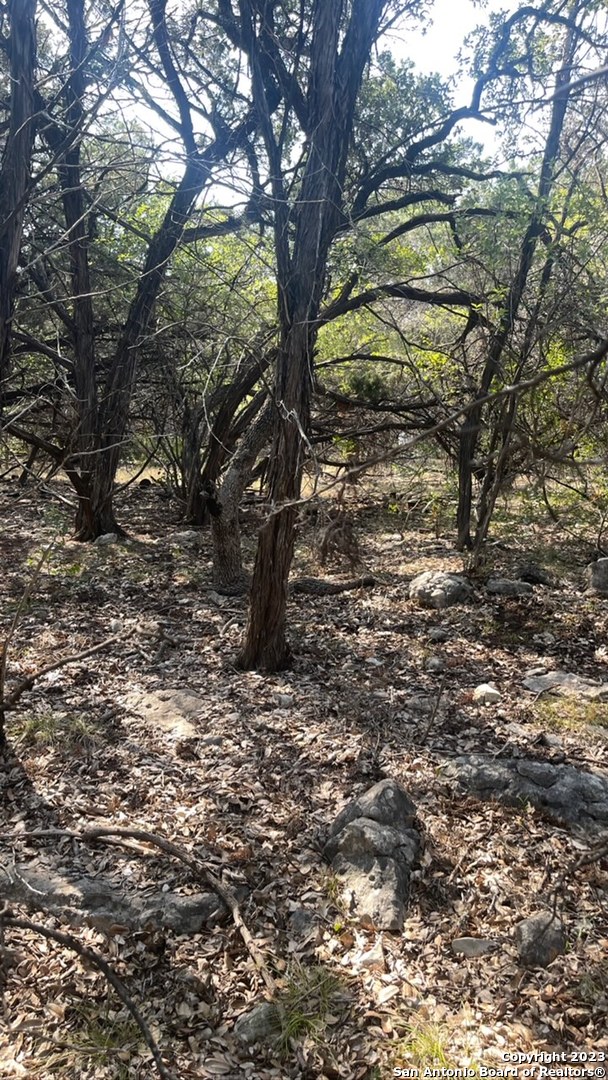 a view of a yard with a tree