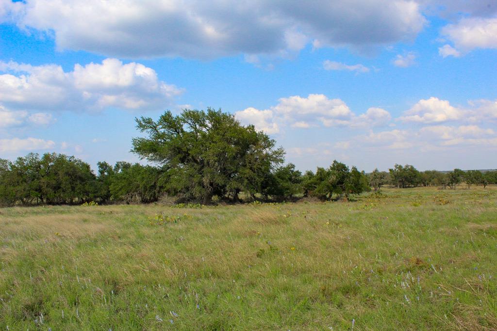 a view of a field with a tree in the background