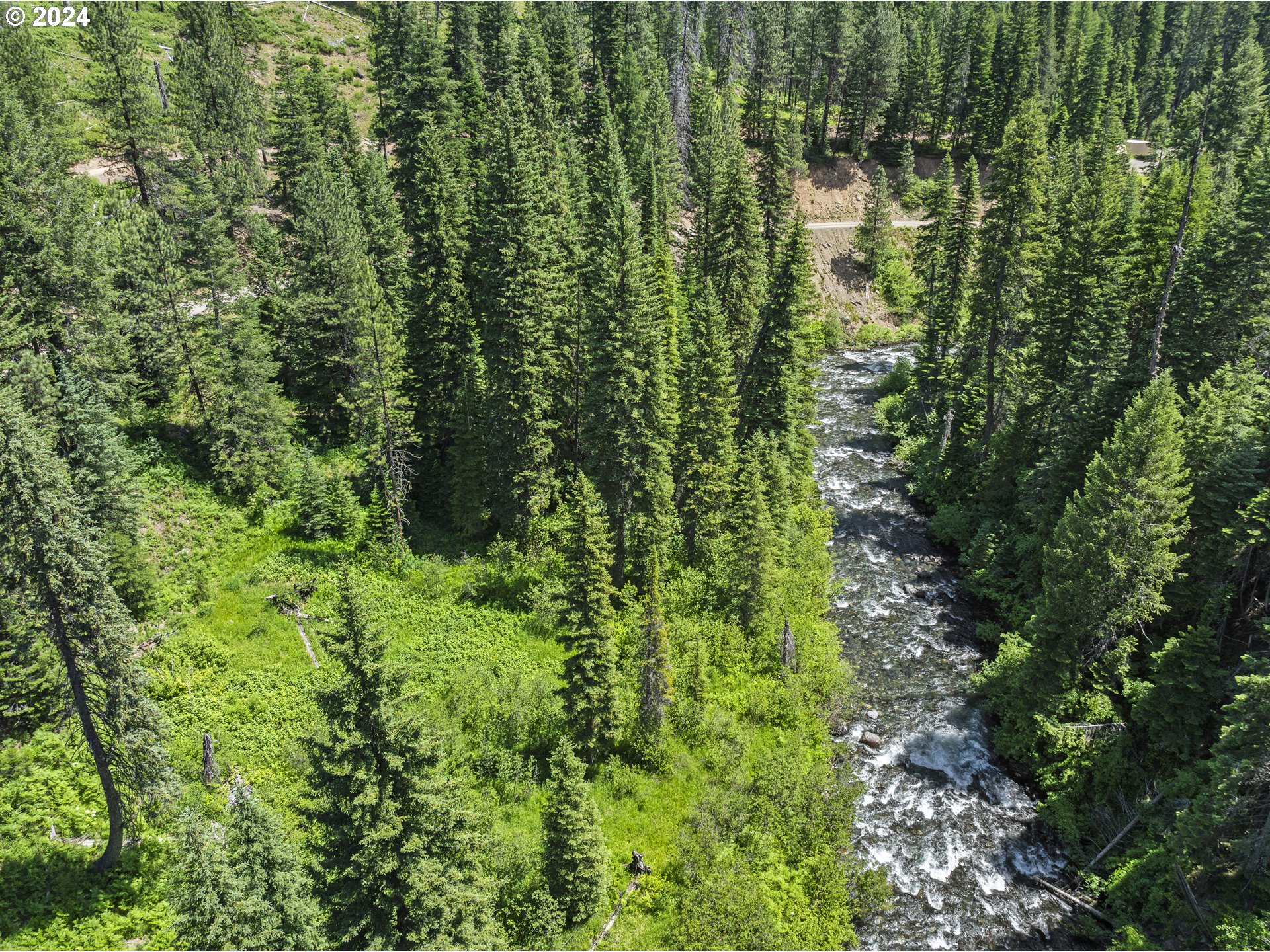 a view of a forest