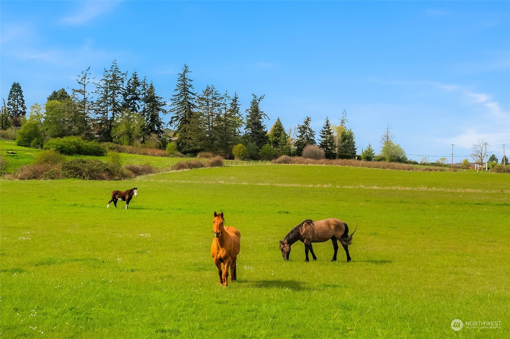 a view of three and a big yard