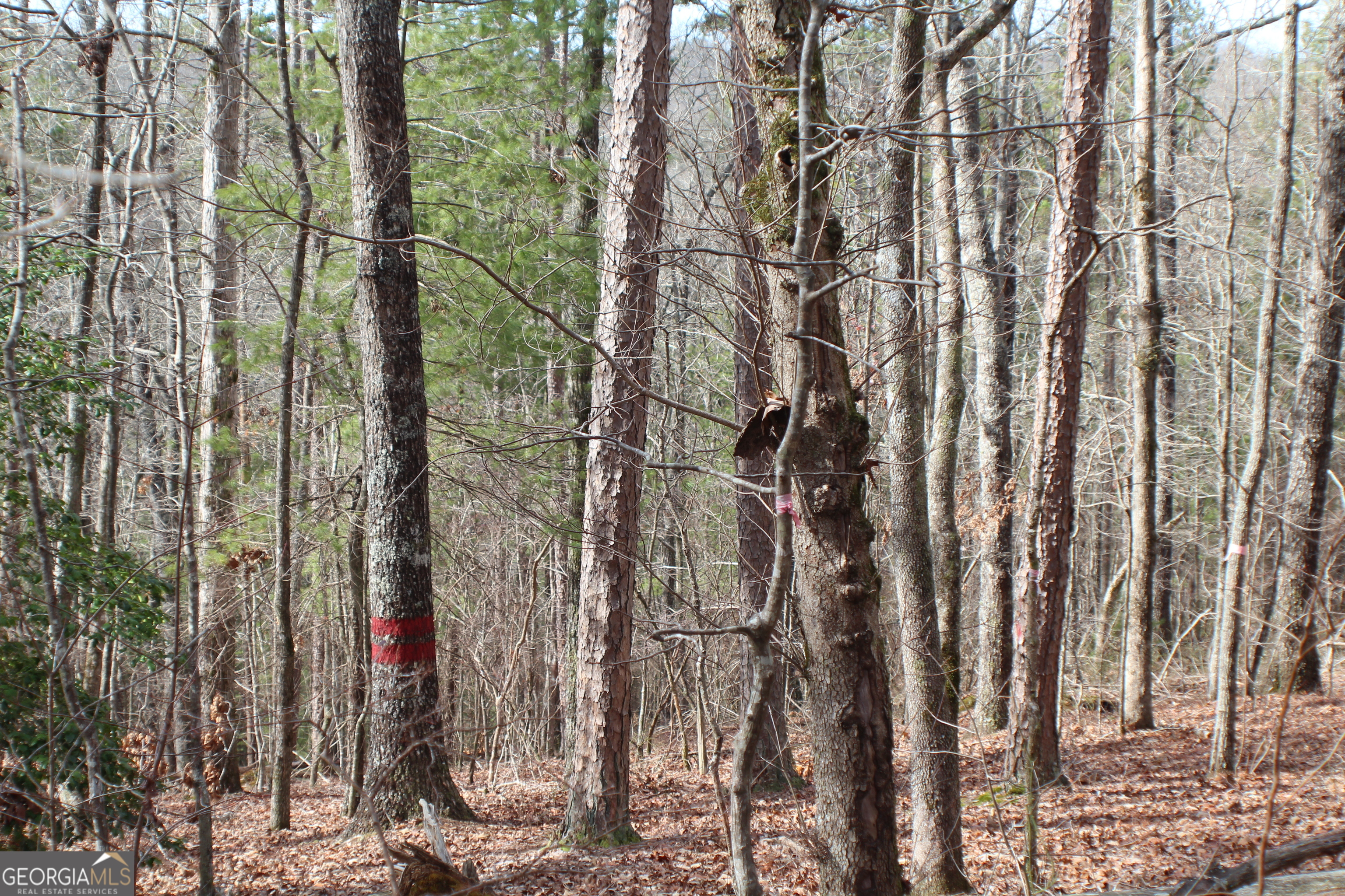 a view of forest