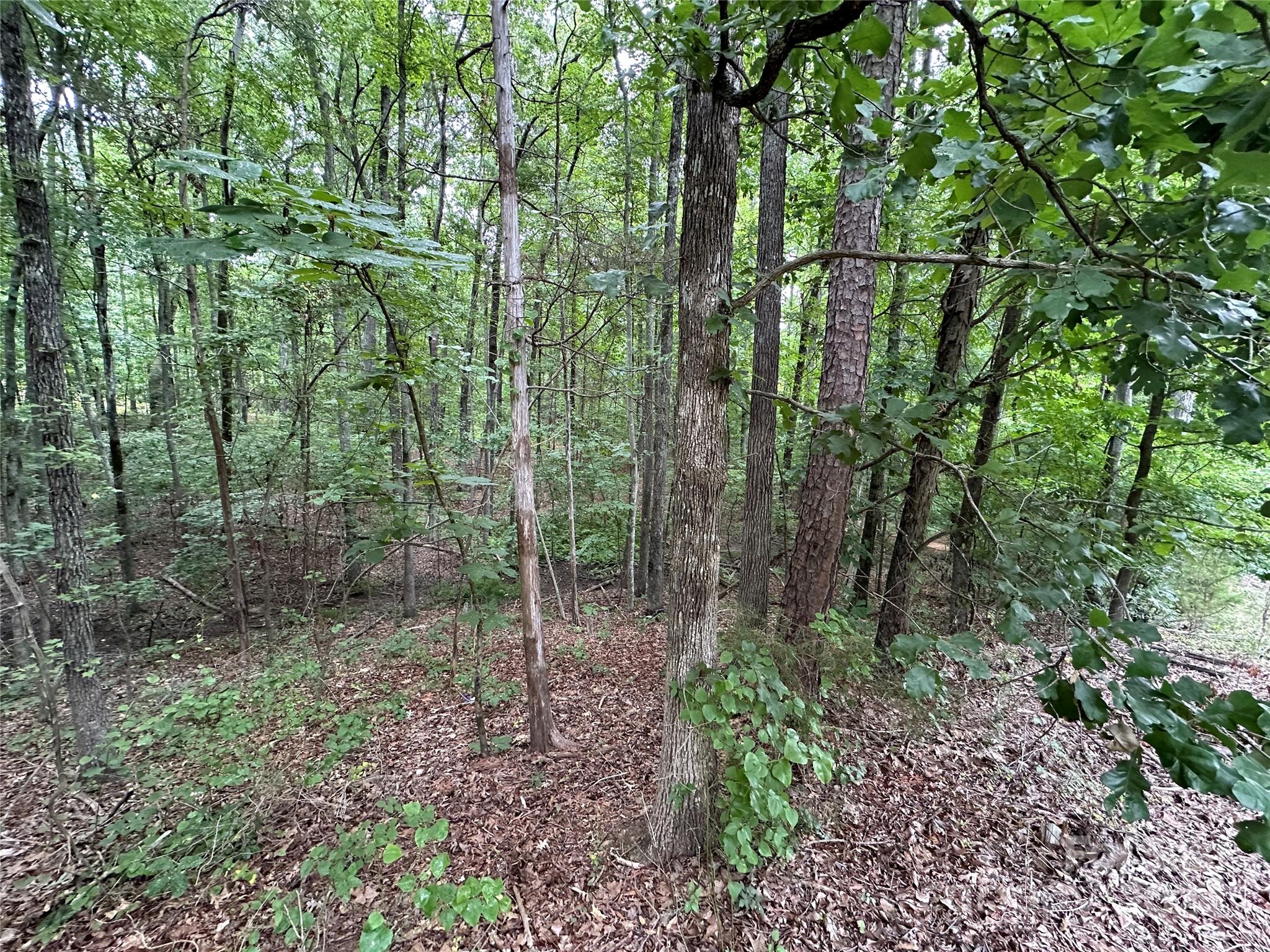 a view of a forest that has large trees