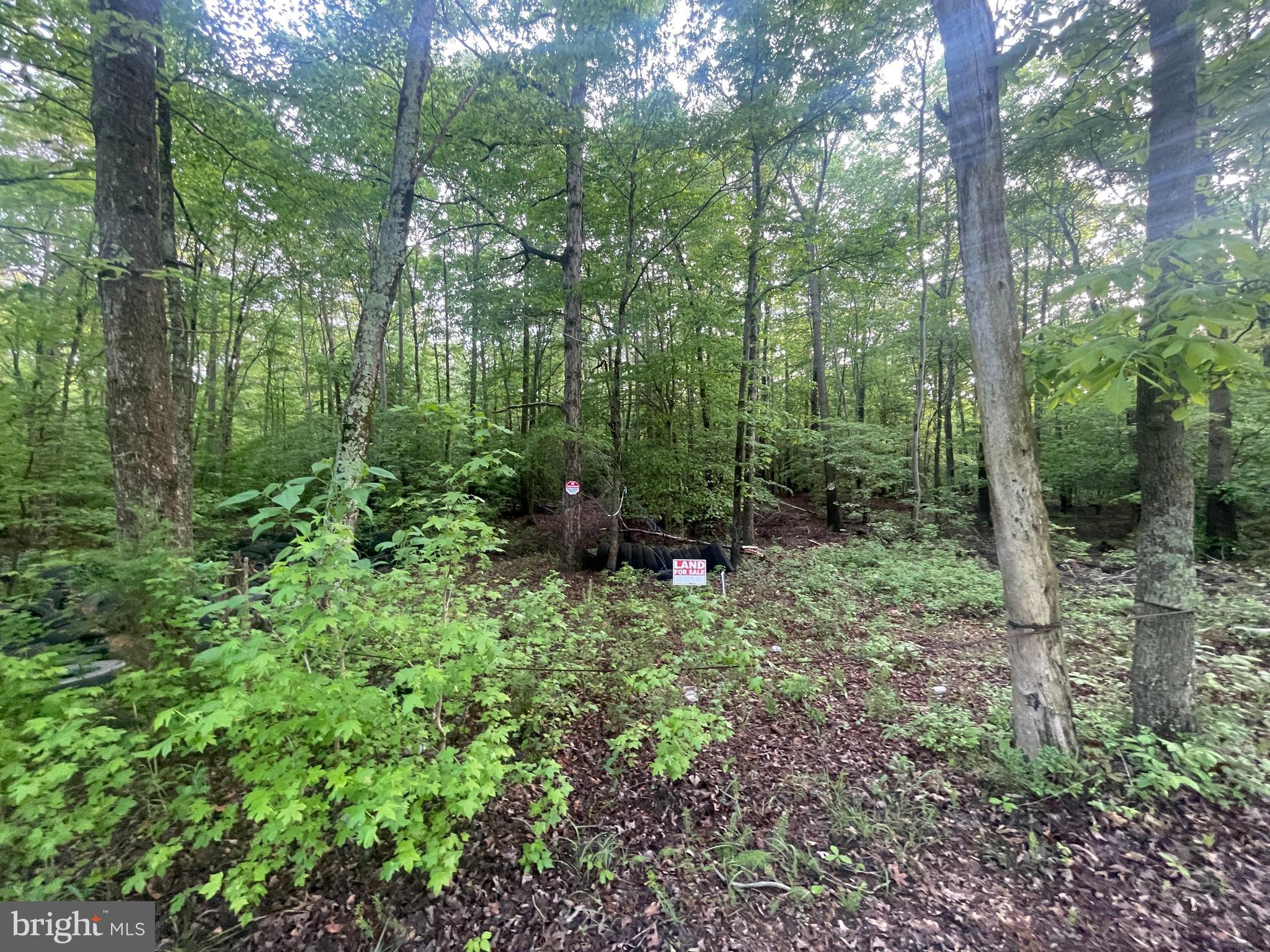 a view of a forest that has large trees