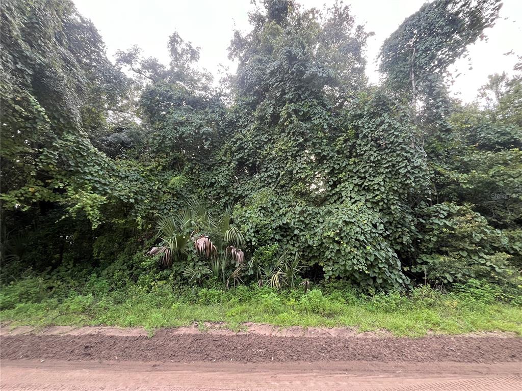 a view of a yard with a tree