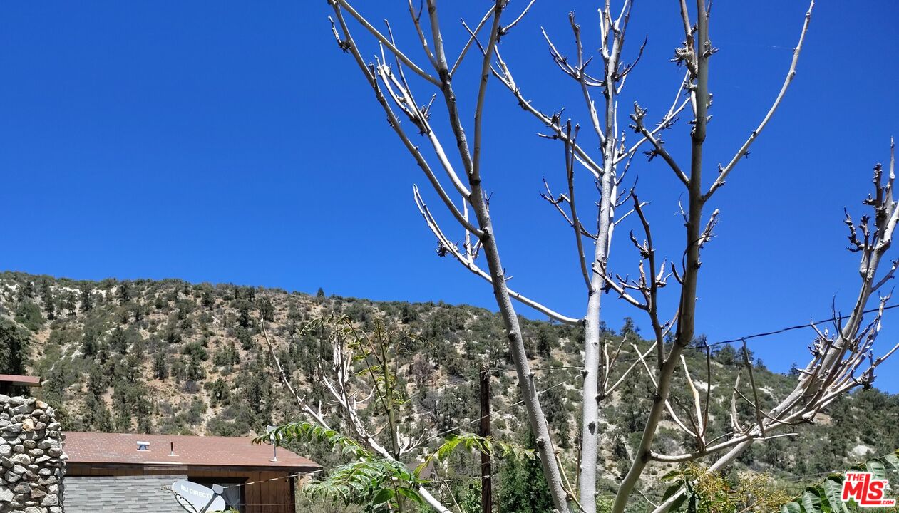 a view of a yard with a tree