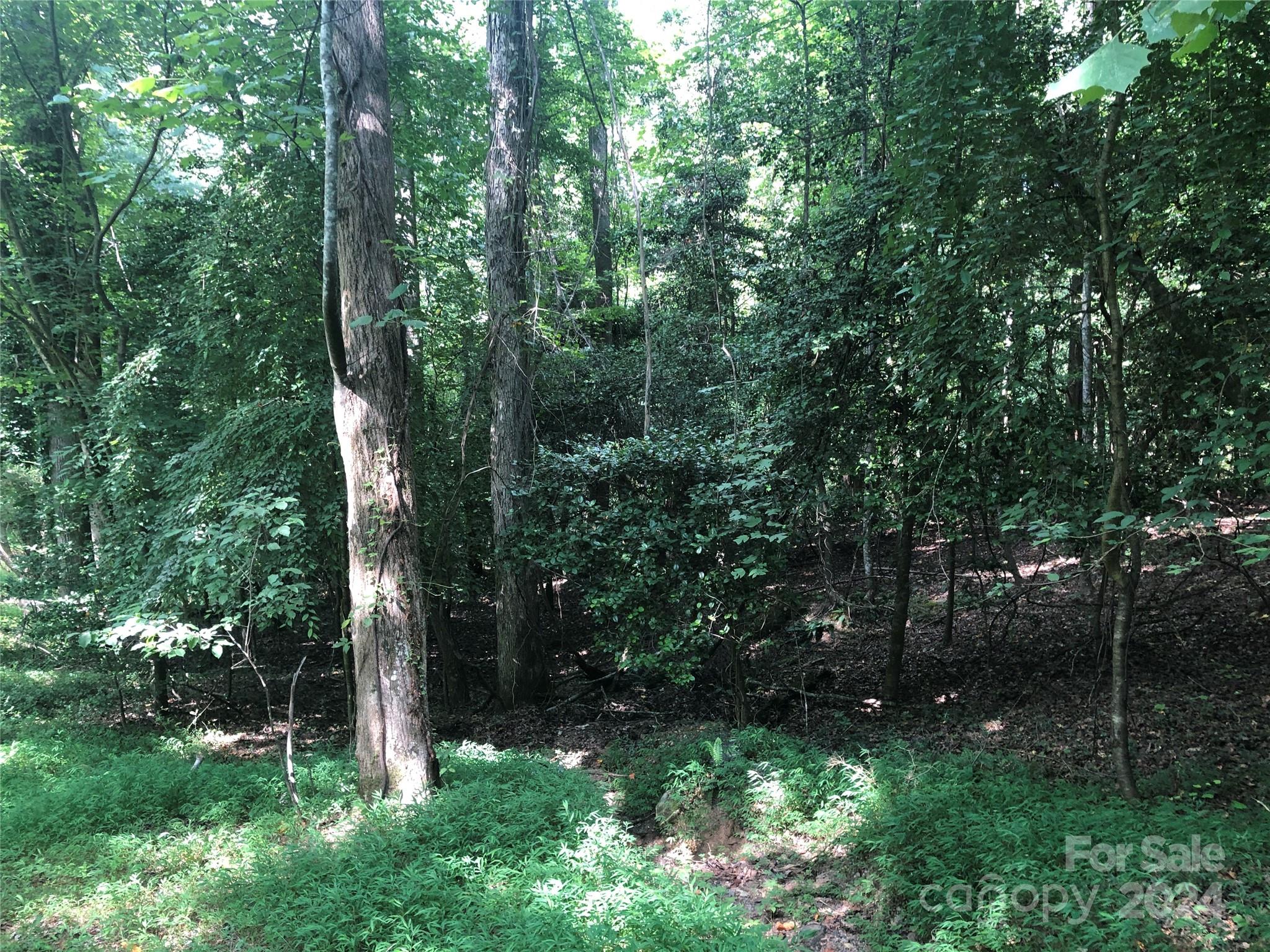 a view of a lush green forest