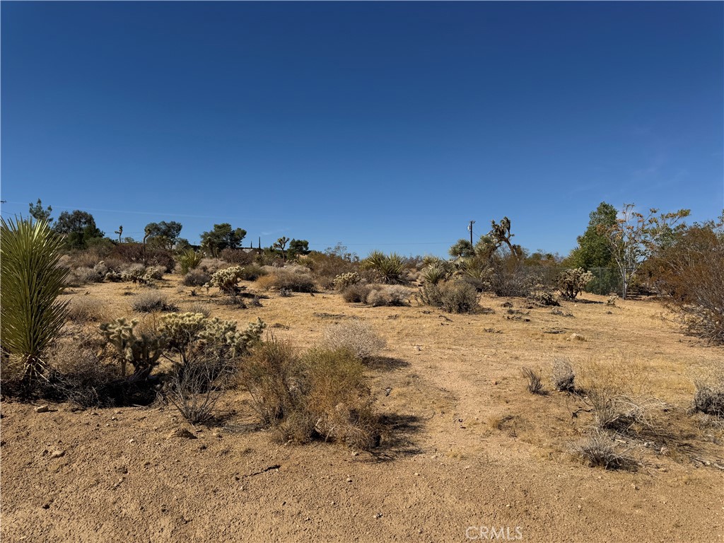 a view of a dry yard with trees