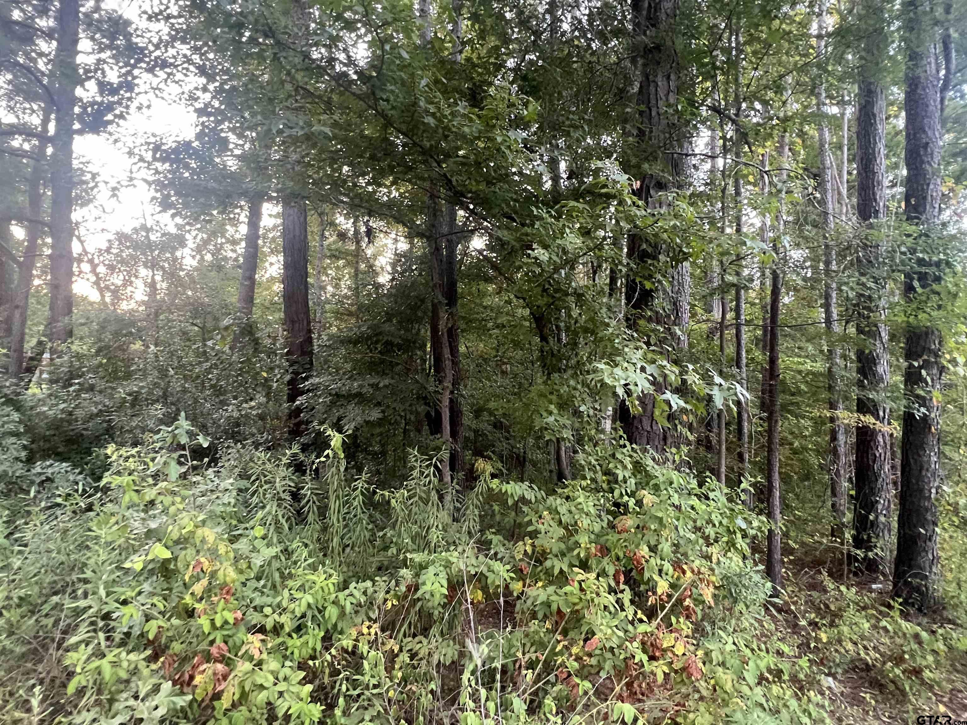 a view of a forest with trees