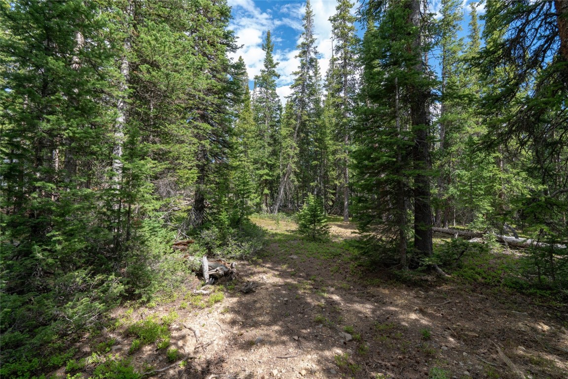 a view of a forest with trees in the background