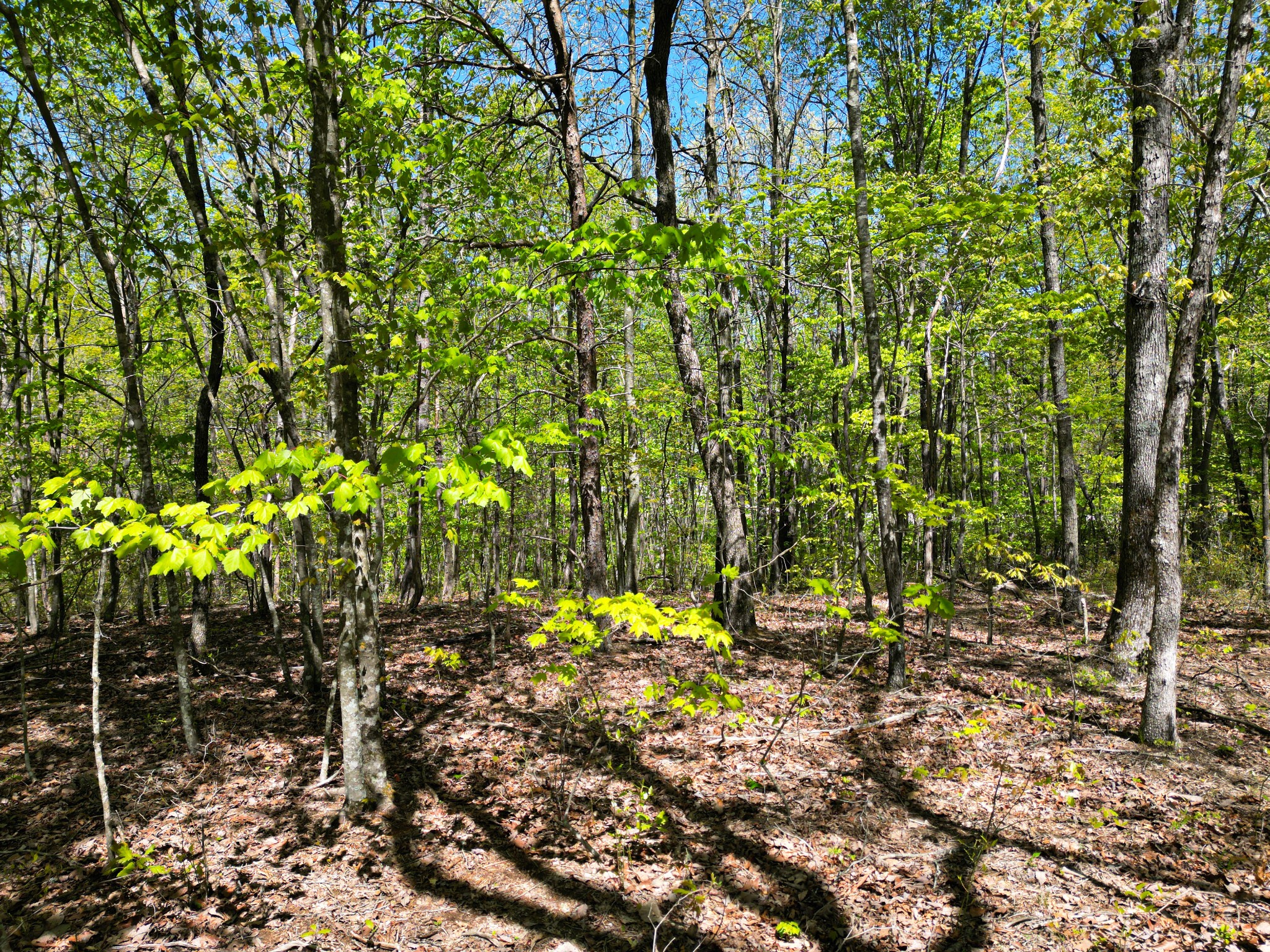 a view of tree