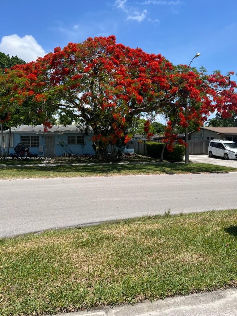 Beautiful Royal Poinciana