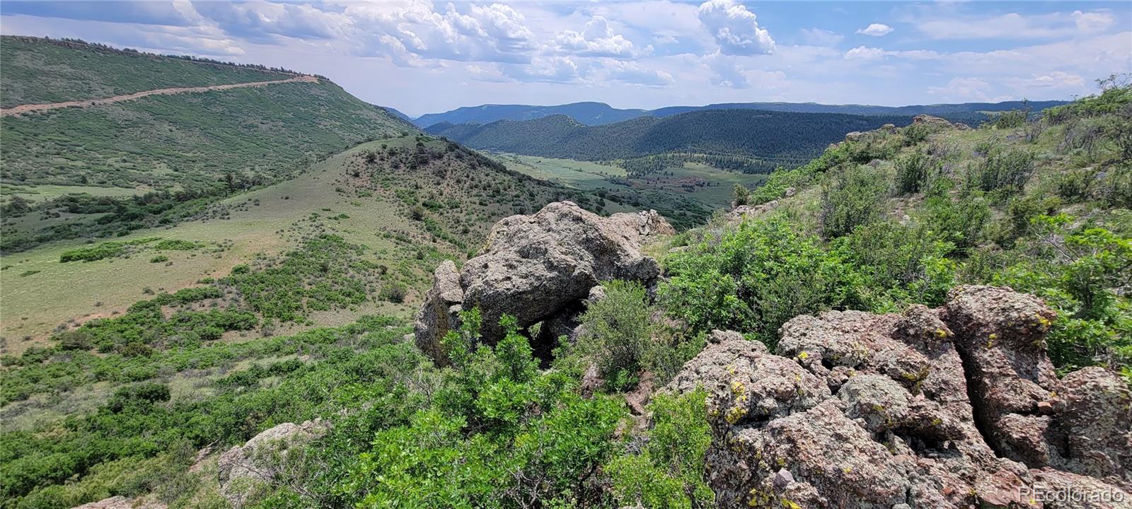 a view of a forest with a mountain in the background