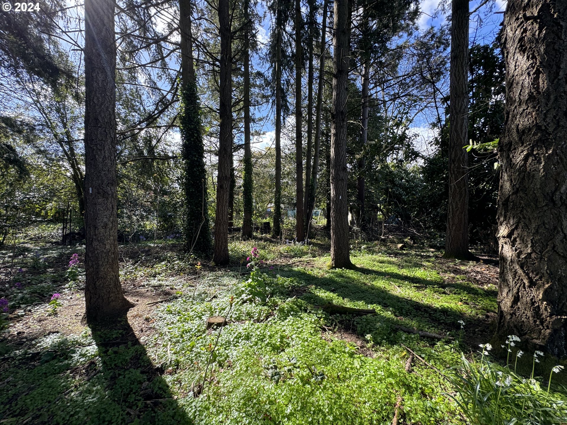 a big yard with lots of green space and trees