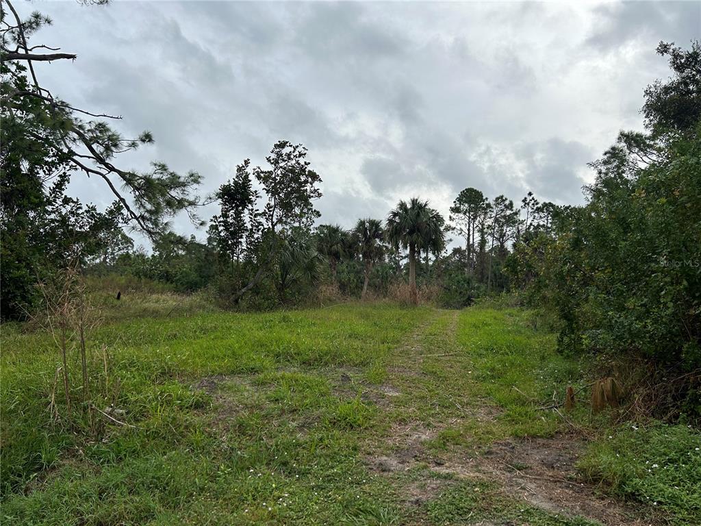 a view of a big yard with plants and large trees