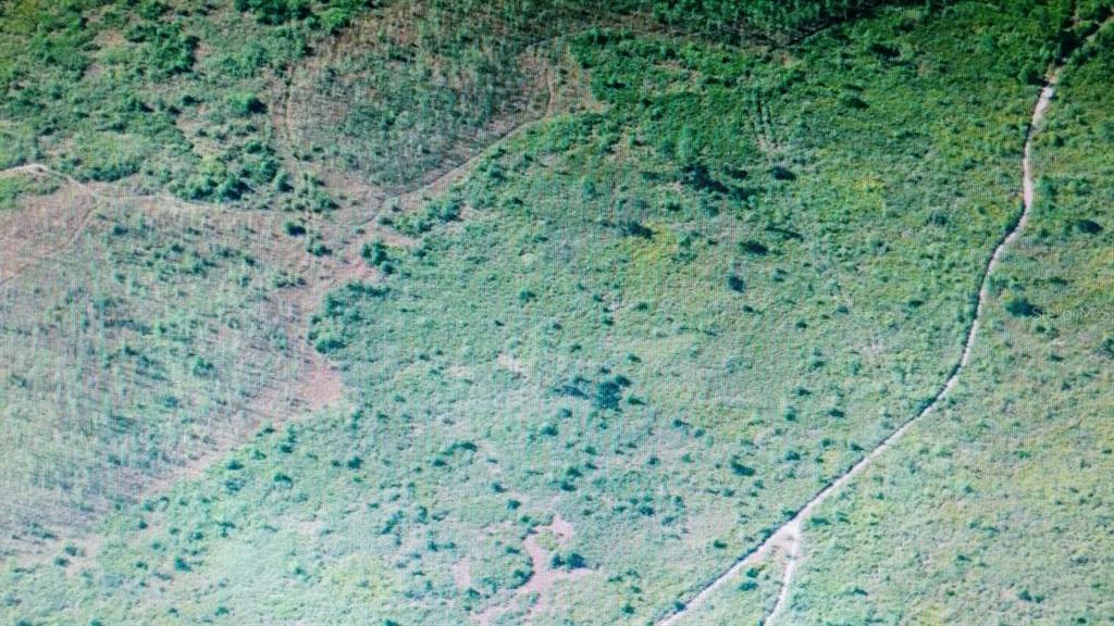 a view of a lush green space