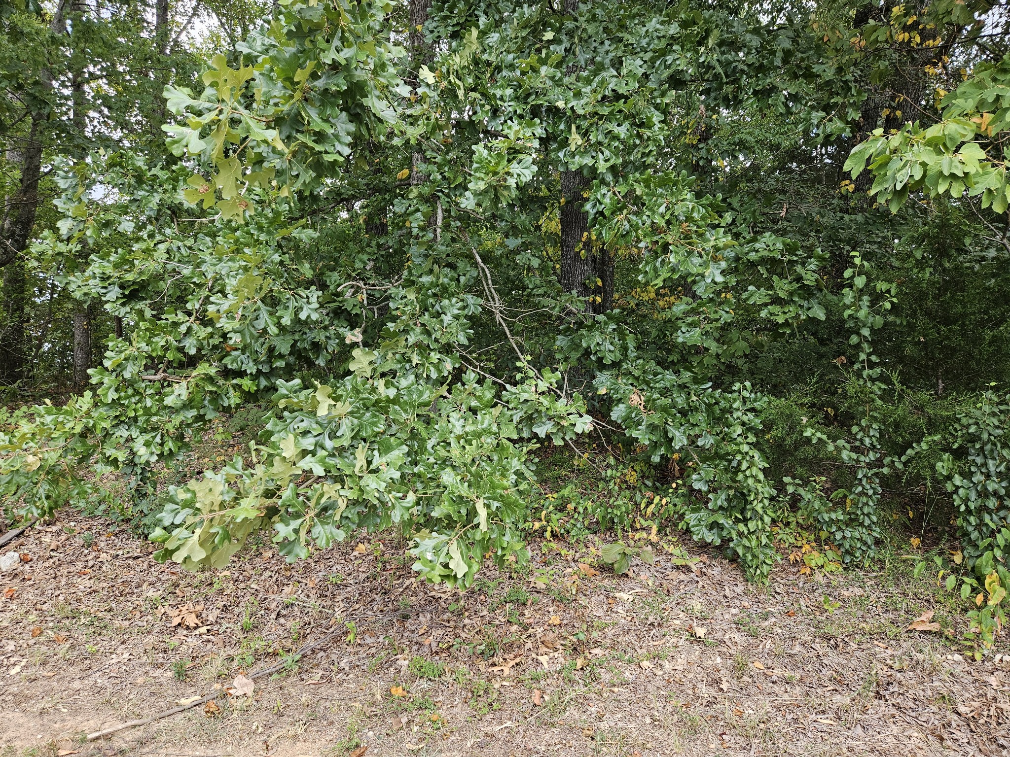 a view of a yard with plants and wooden fence