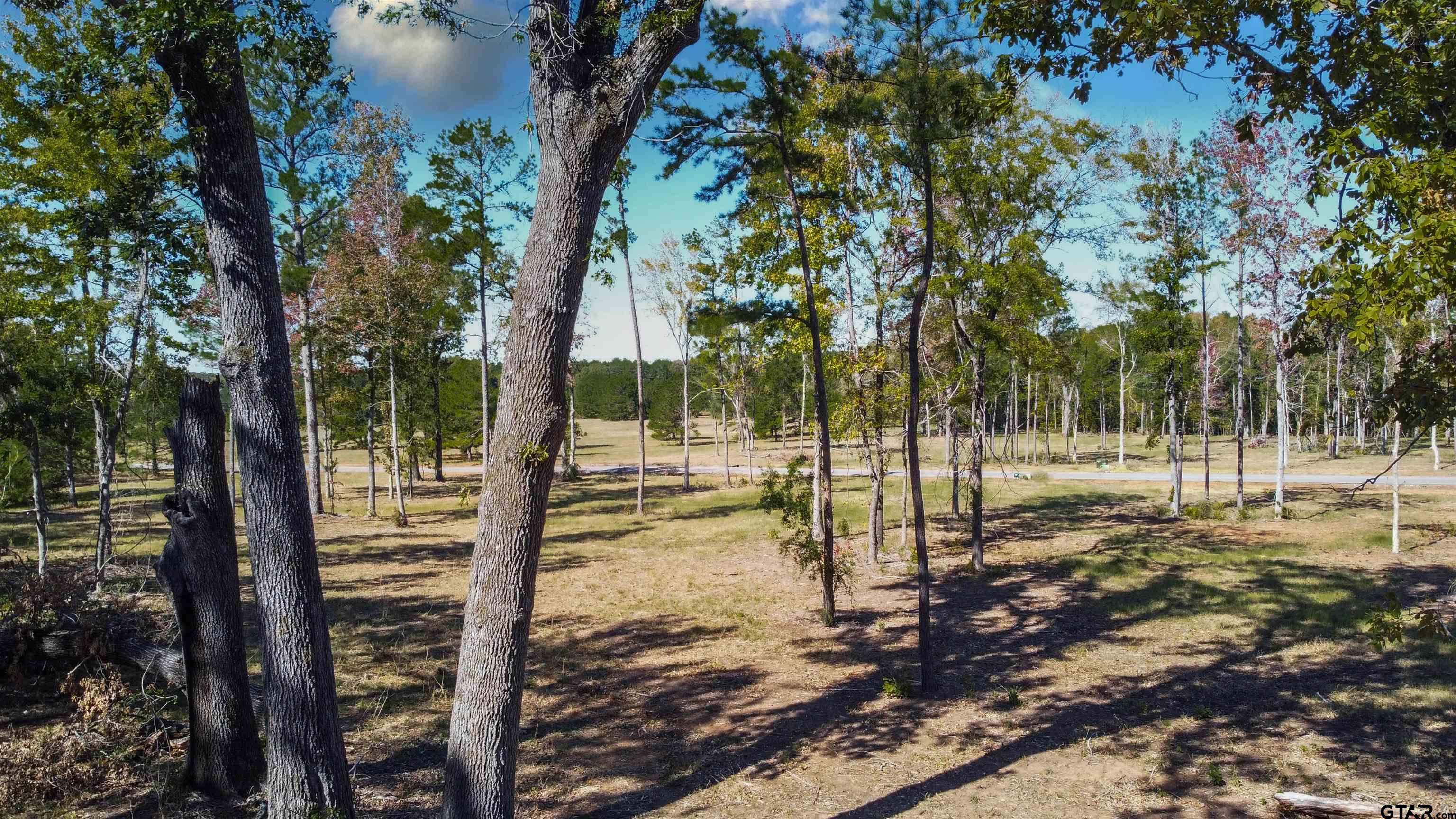 a view of a forest filled with trees