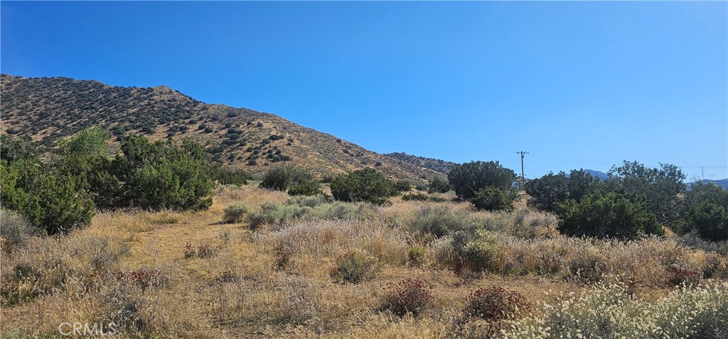 a view of a dry yard