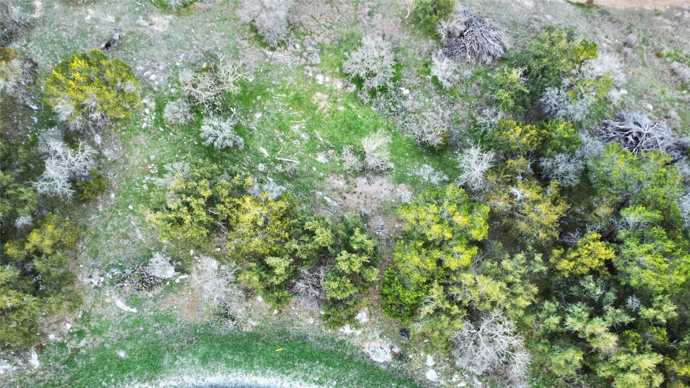 a view of a lush green forest