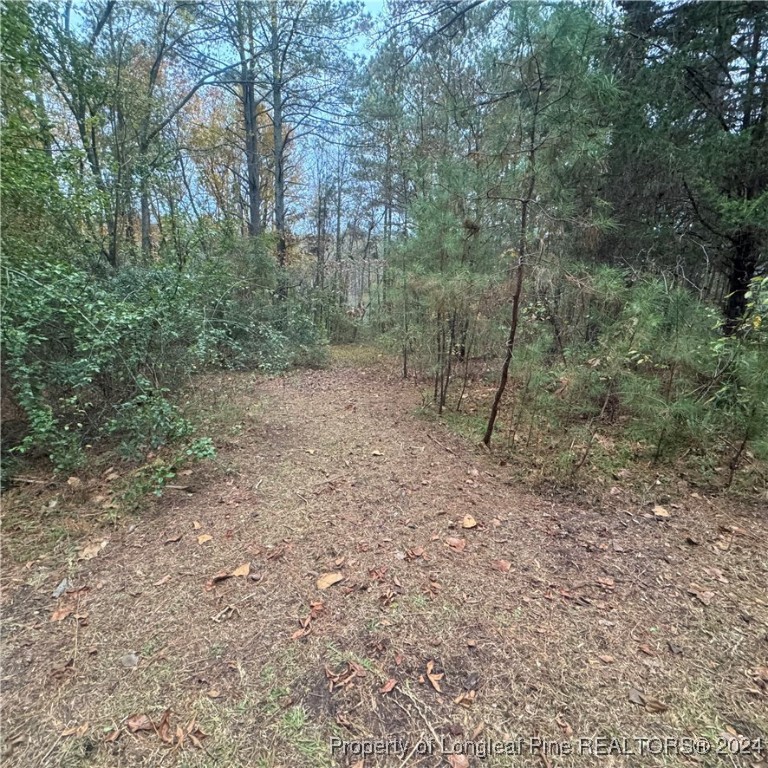 a view of a forest with trees in the background