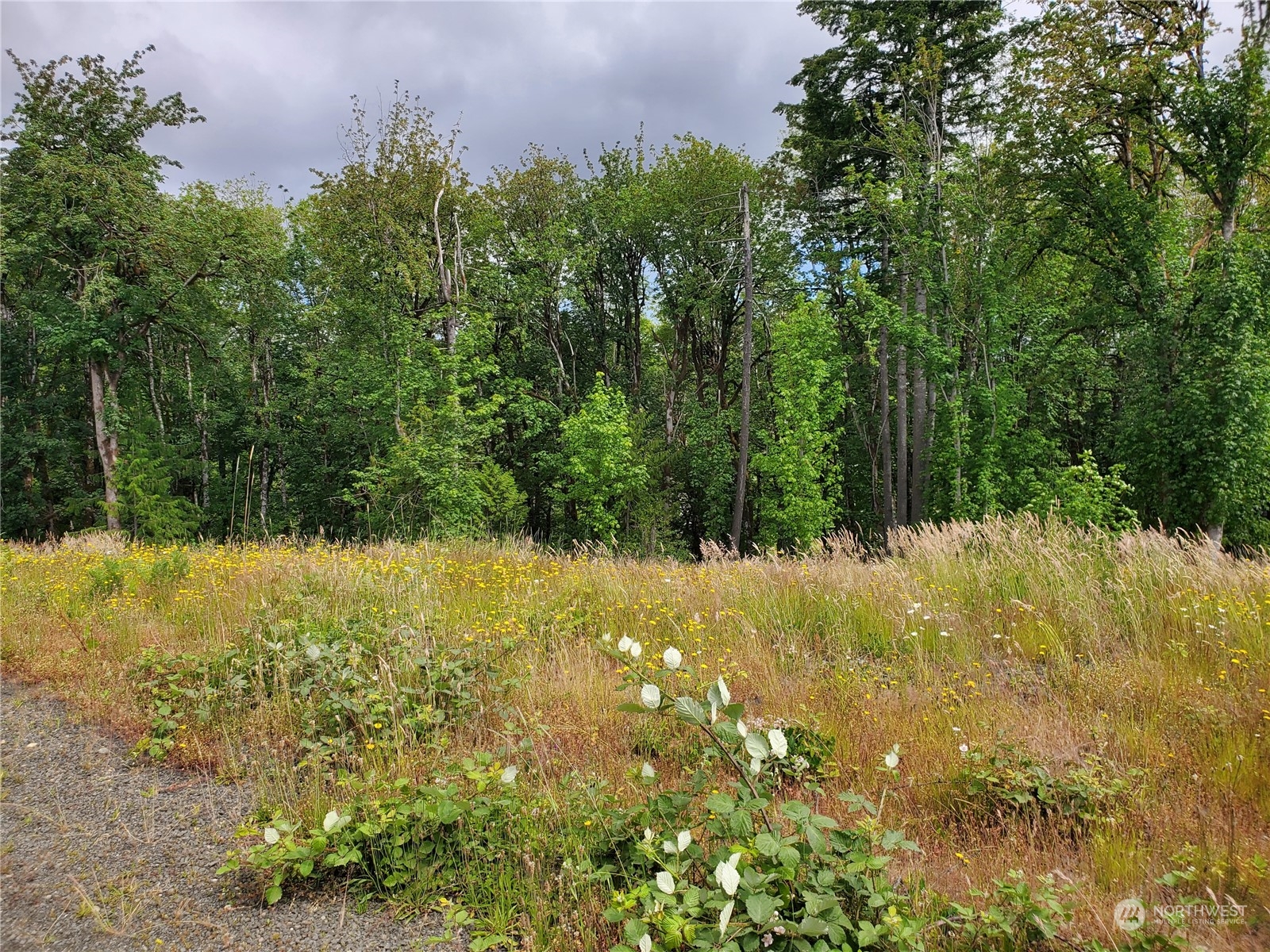 a view of a yard with a tree