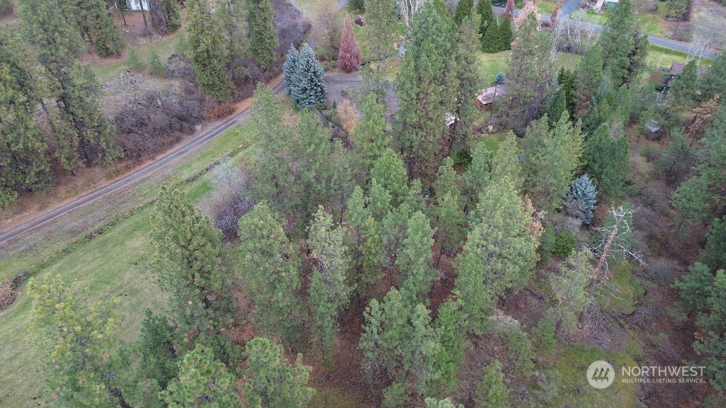 a view of a forest with a tree