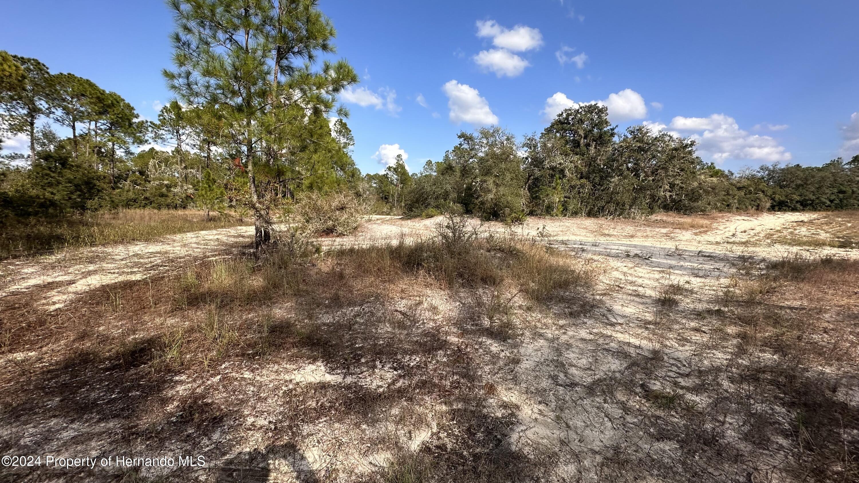 a view of dirt yard with a large tree