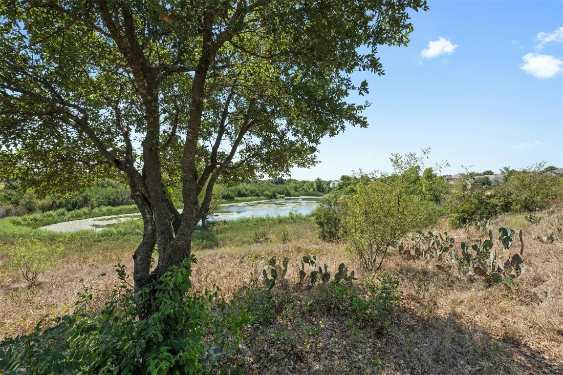 a view of a garden with a tree