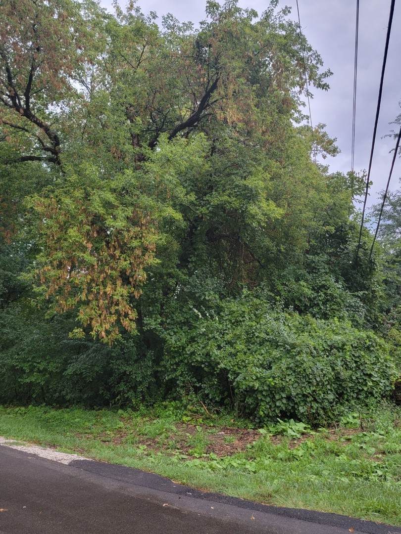 a view of a yard with a tree