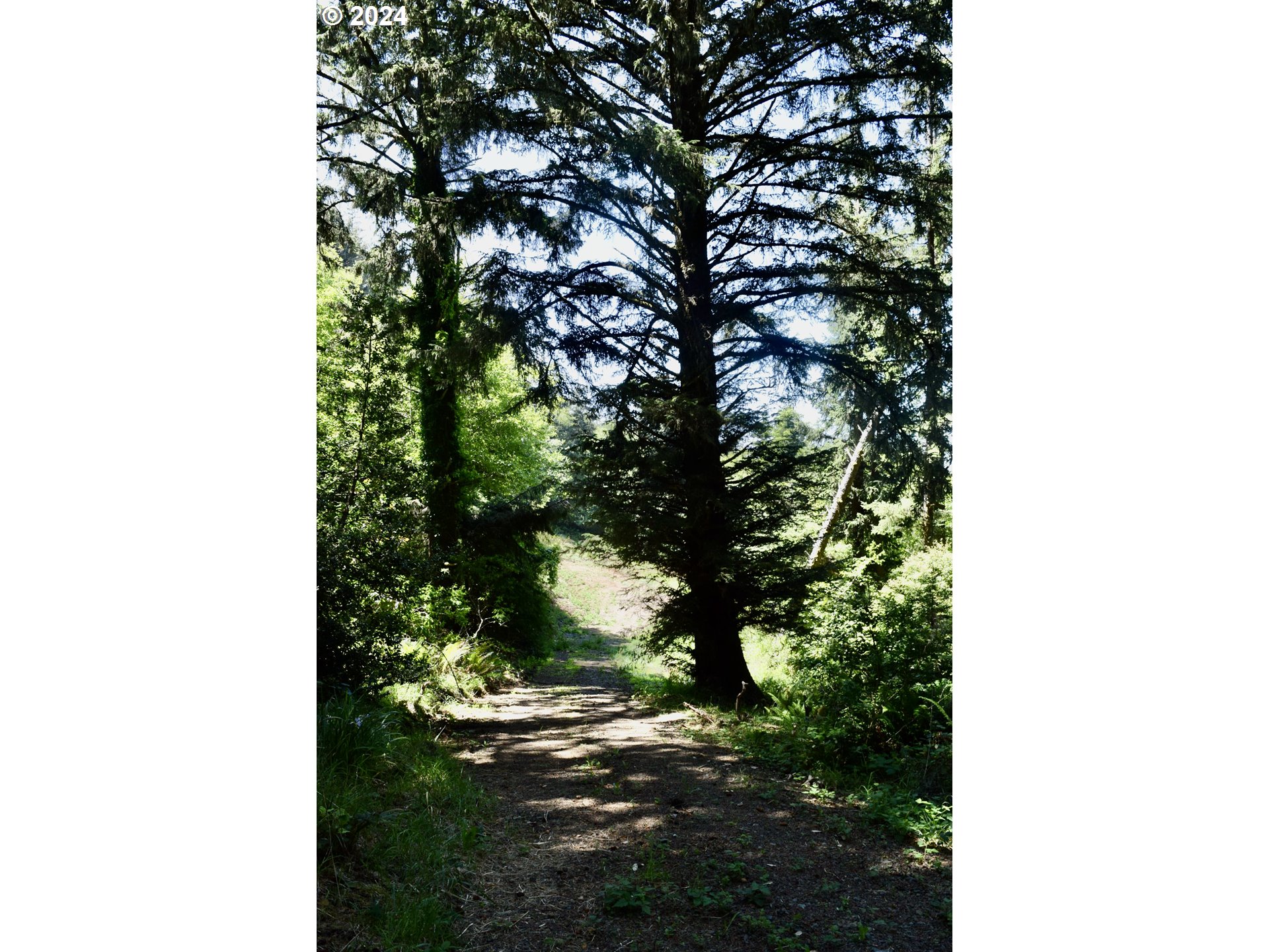 a picture of a tree in a backyard