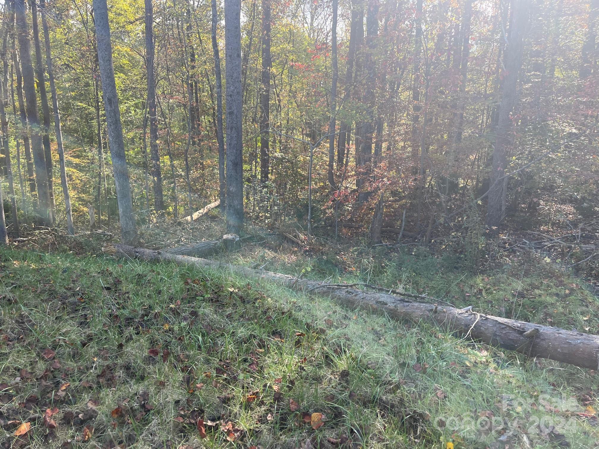 a view of a yard with large trees