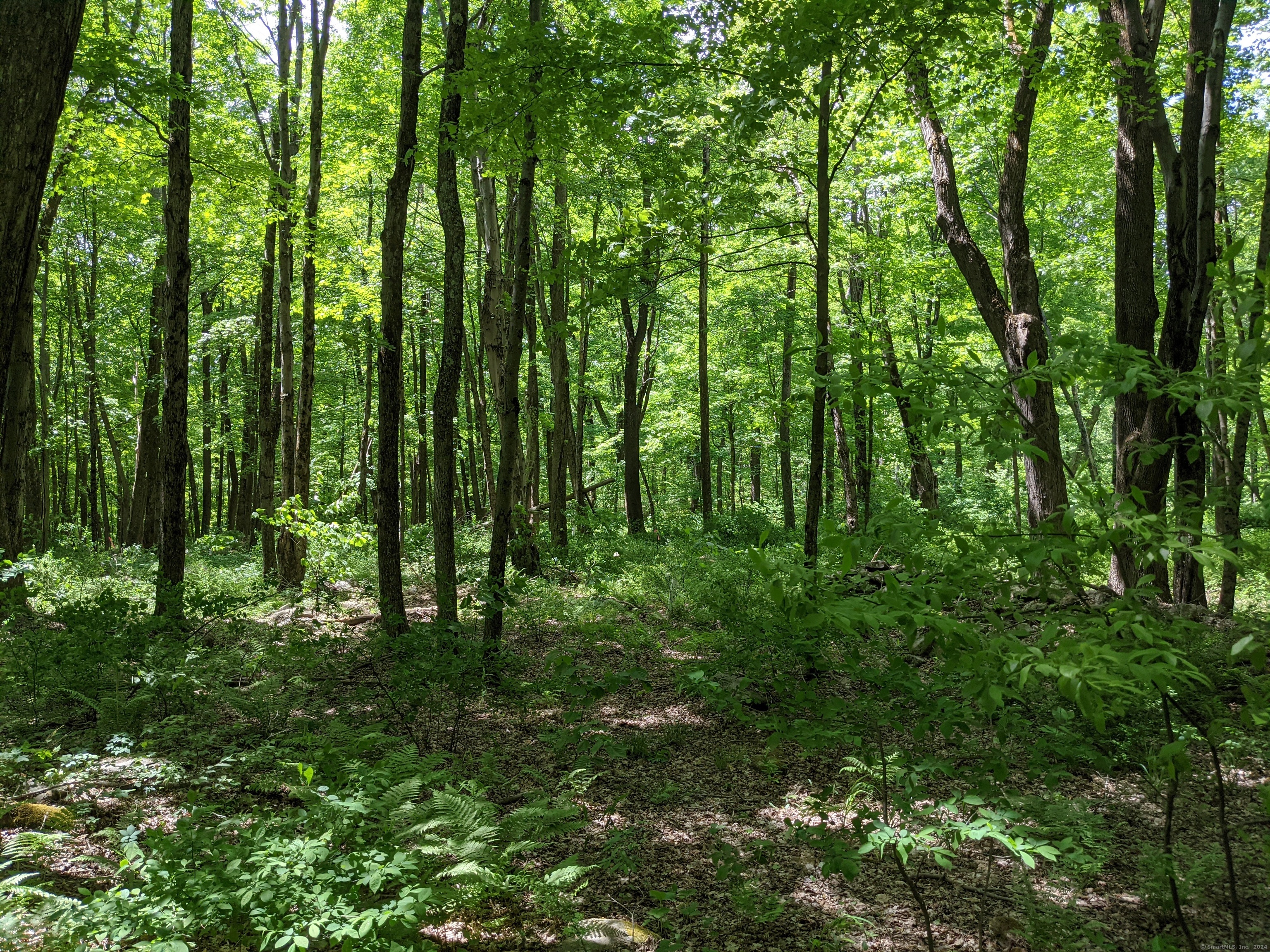 a view of outdoor space and lots of trees