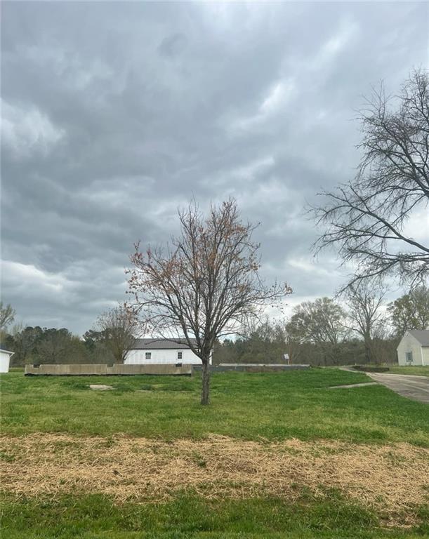 a view of a large trees with a big yard