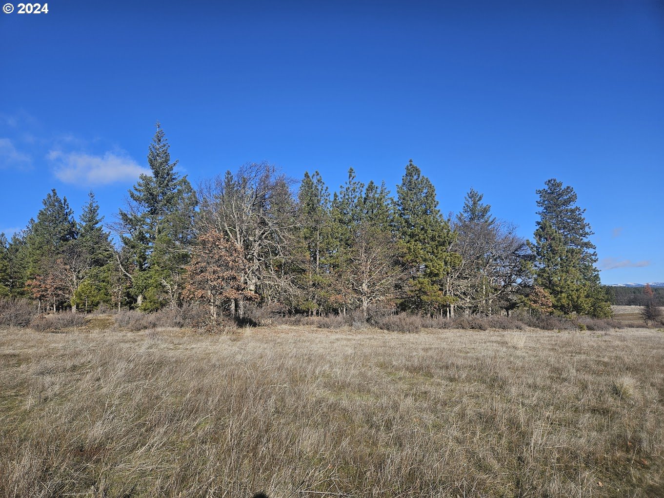 a view of a yard with a tree