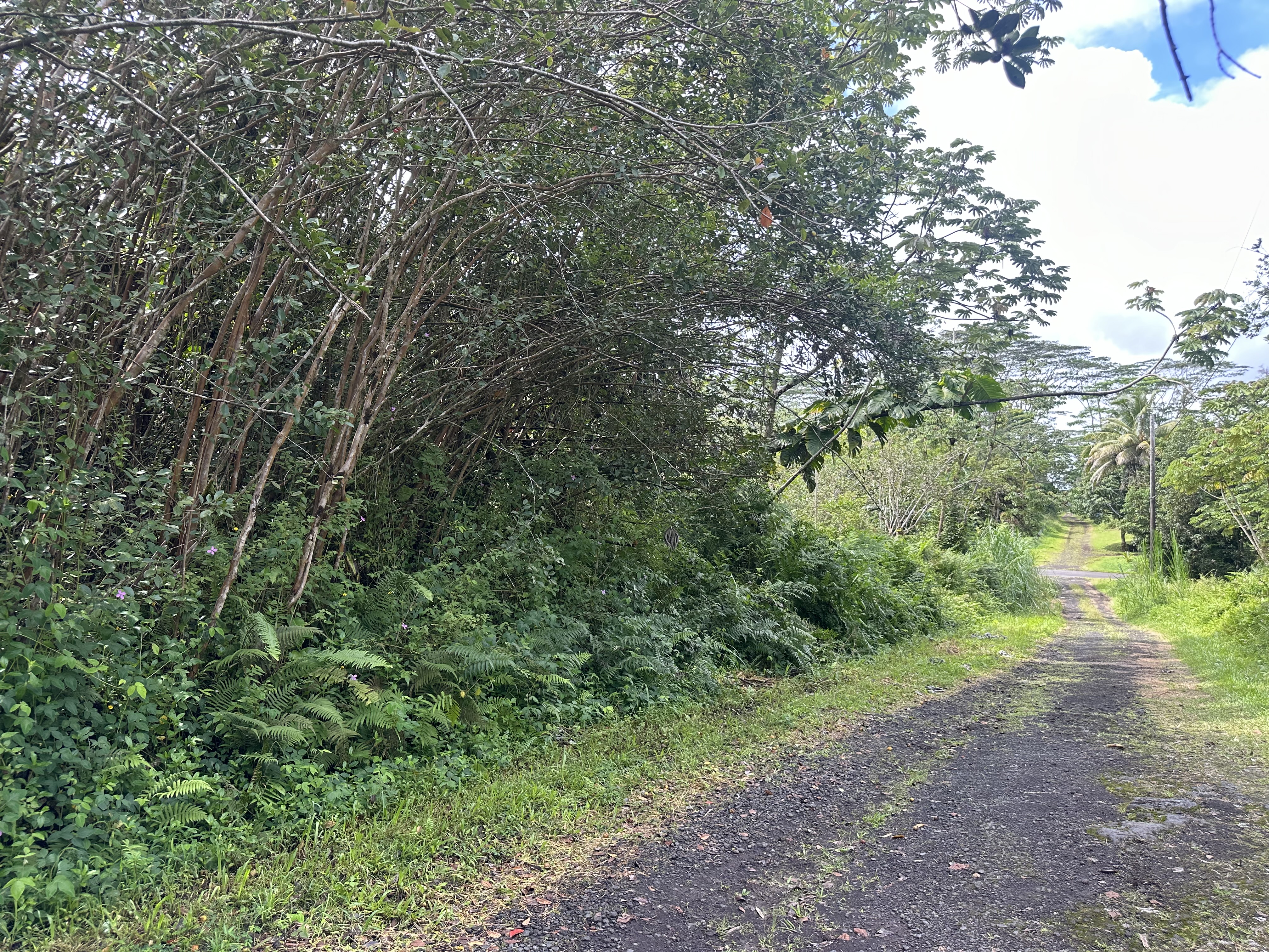 a view of a yard with a tree