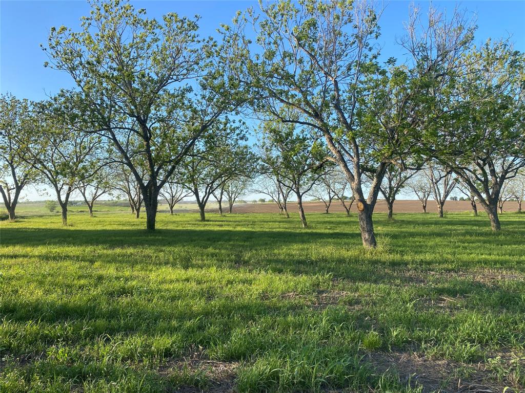 a view of field with trees