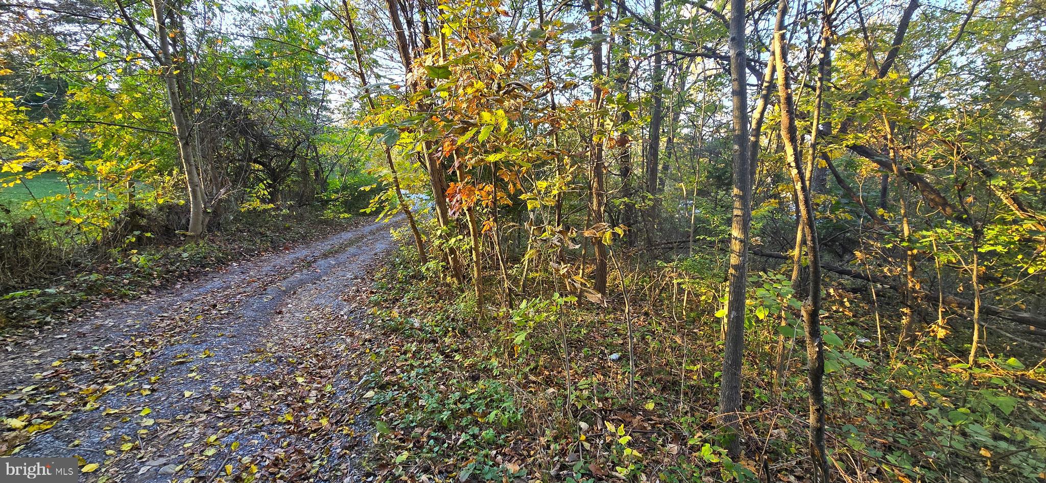 a view of a yard with large trees