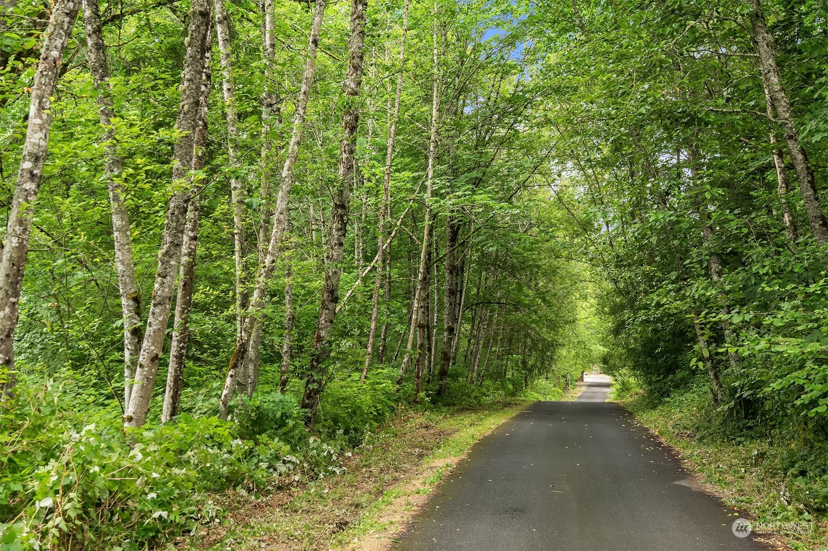 a view of a forest with a tree