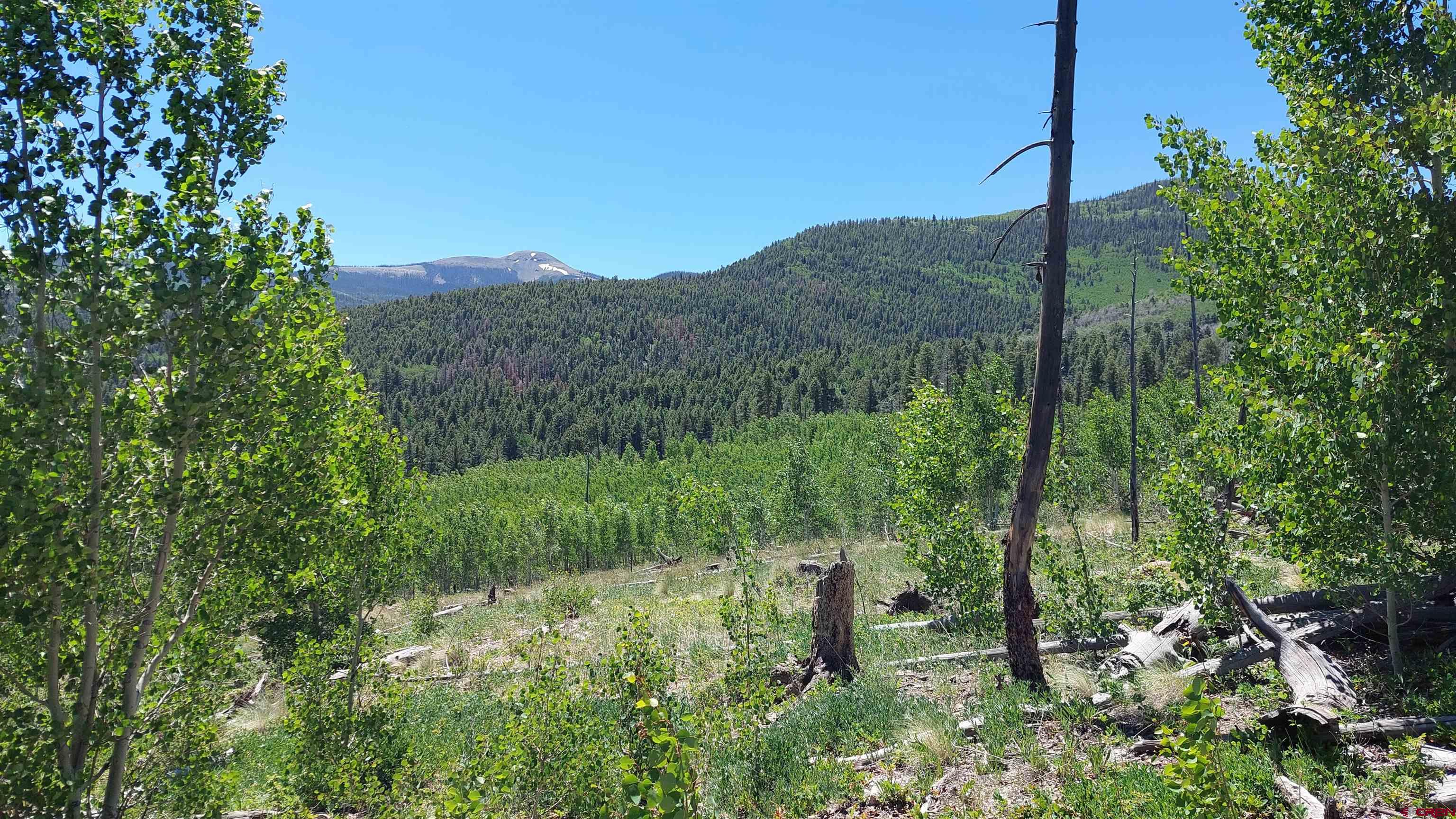 a view of a forest