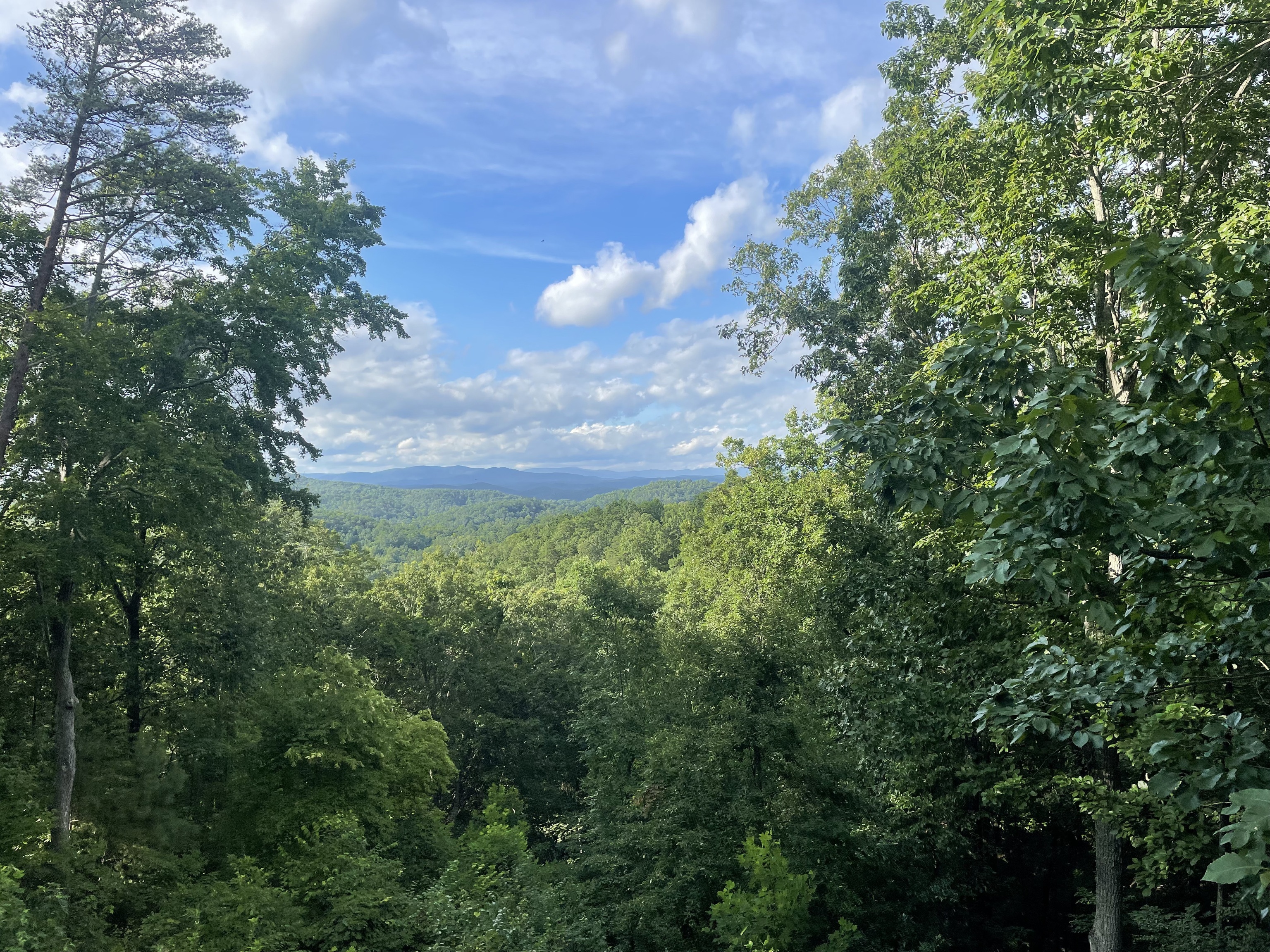 a view of a bunch of trees